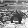 Im Bärenfreigehege von Schloß Hartenfels - 1963