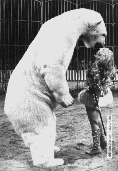 Staatszirkus der DDR, Ursula Böttcher mit Eisbärendressur - 1982