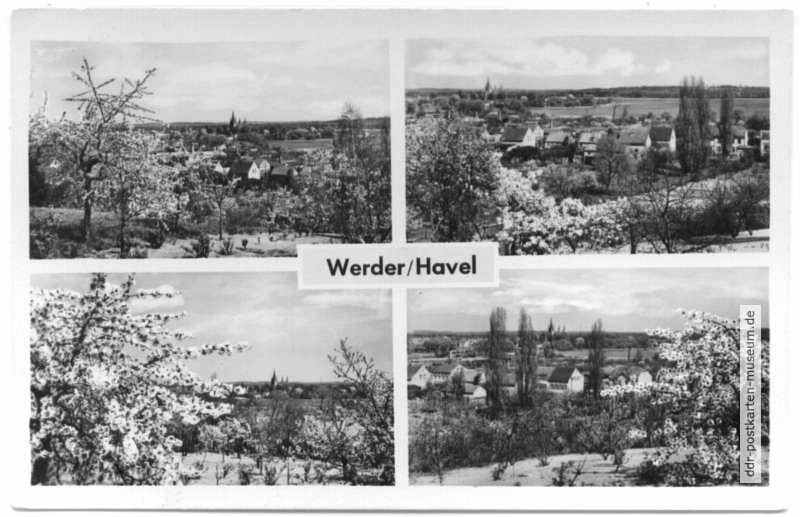 Baumblüte in Werder (Havel) - 1957