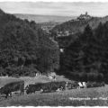 Koppel im Bollhasental bei Wernigerode - 1958 / 1975