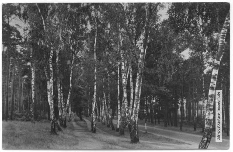 Waldpartie bei Woltersdorf - 1957