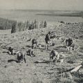 Forstarbeiter bei der Aufforstung im Harzvorland - 1955