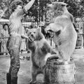 Tierpflegerin mit Braunbärenkindern im Rostocker Zoo - 1963
