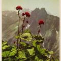 Die Alpen in Bayern (aus Kartenserie "Blumen der Berge") - 1957