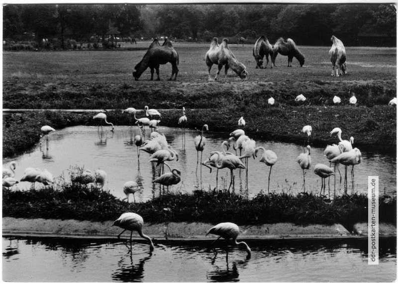 Tierpark Berlin, Aussicht über die Flamingolagune auf der Kamelwiese - 1965