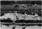Tierpark Berlin, Aussicht über die Flamingolagune auf der Kamelwiese - 1965