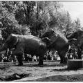 Zoologischer Garten Dresden - Elefantendressur - 1974