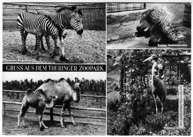 Gruss aus dem Thüringer Zoopark - 1967