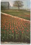 1.Internationale Gartenbau-Ausstellung 1961, Tulpenfeld - 1961