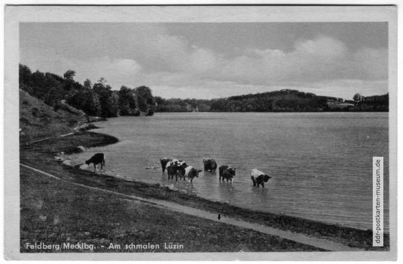 Badende Kühe am Schmalen Luzin - 1954