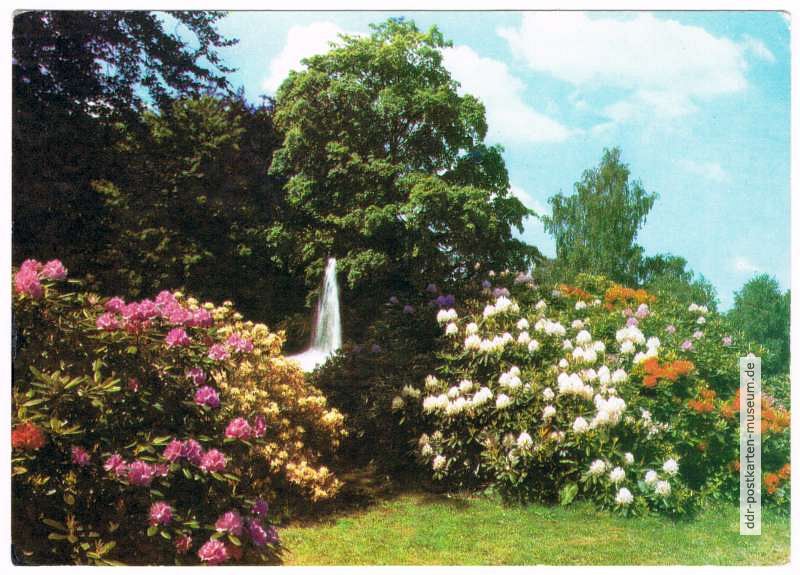 Rhododendron im Puschkinpark - 1972