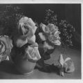 Herzlichen Blumengruß zum Geburtstage - 1955