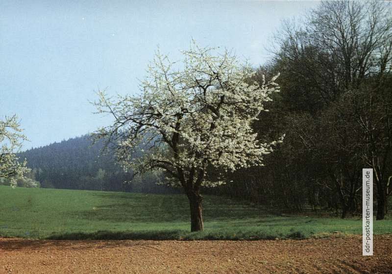 Rückseite: Frohe Pfingsten - 1989