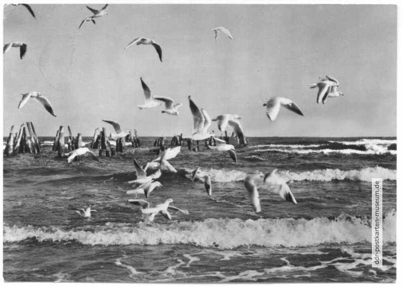 Gruß aus Heringsdorf, Möwen am Strand - 1972