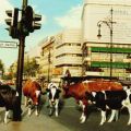 Kühe auf dem Kuh-Damm in Berlin ? - 1993