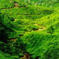 Ansichtskarte mit Teeplantage in Indien aus der Serie "Fotokunst für eine bessere Welt"