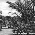 Palmen am Floratempel im Wörlitzer Park - 1962