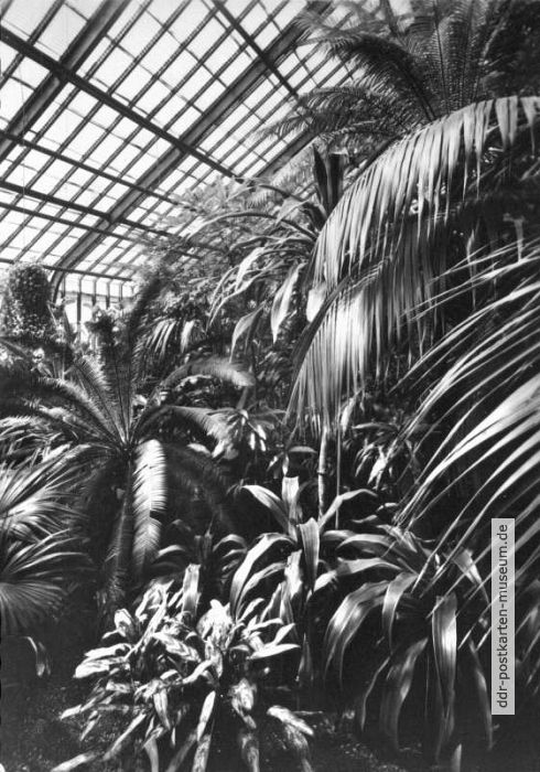 Exotische Pflanzensammlung im Sukkulentenhaus der Städtischen Gewächshäuser von Magdeburg - 1973