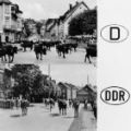 Rinder beim Viehaustrieb in Braunlage (Niedersachsen) und in Finsterbergen (Thüringen) - 1958 / 1960