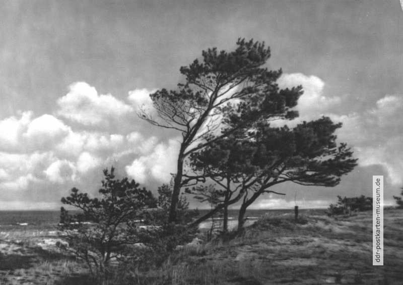 In den Dünen des Naturschutzgebietes bei Prerow - 1957