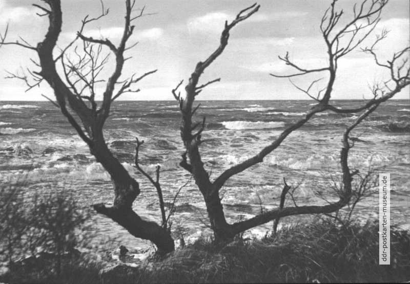 Am Weststrand des Darß (Fischland) - 1972