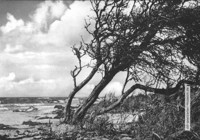 Sturmgebeugte Bäume im Naturschutzgebiet bei Prerow - 1967