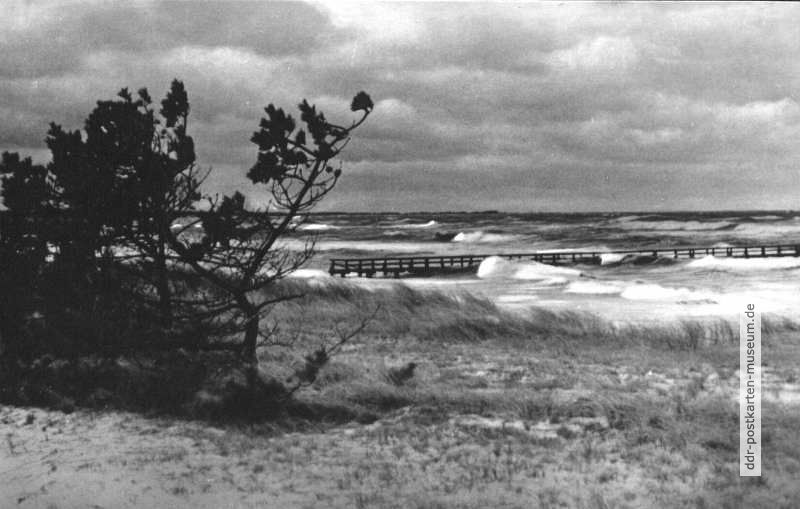 Sturmflut am Weststrand des Naturschutzgebiet bei Prerow - 1958
