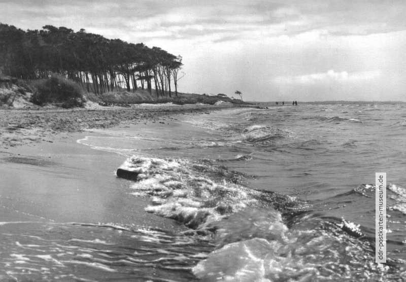 Am Strand des Darß - 1963