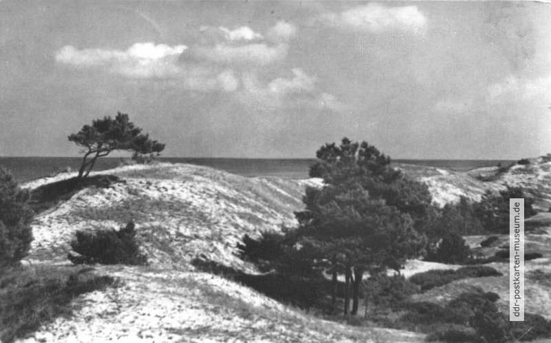 Hohe Düne bei Prerow - 1958
