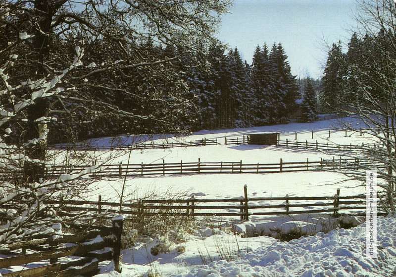 Pferdekoppel im Winter - 1989