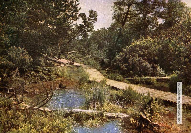 Naturschutzgebiet Georgenfelder Hochmoor, Holzlaufsteg - 1964