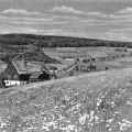 Frühlingswiese bei Rehefeld - 1964