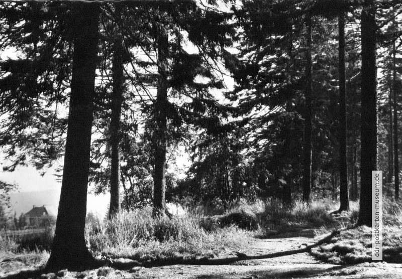 Am Hochwald in Oberbärenburg - 1962