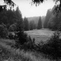 Harzwald beim Kurort Benneckenstein - 1963