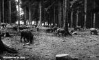 Wildschweine im Harz - 1958