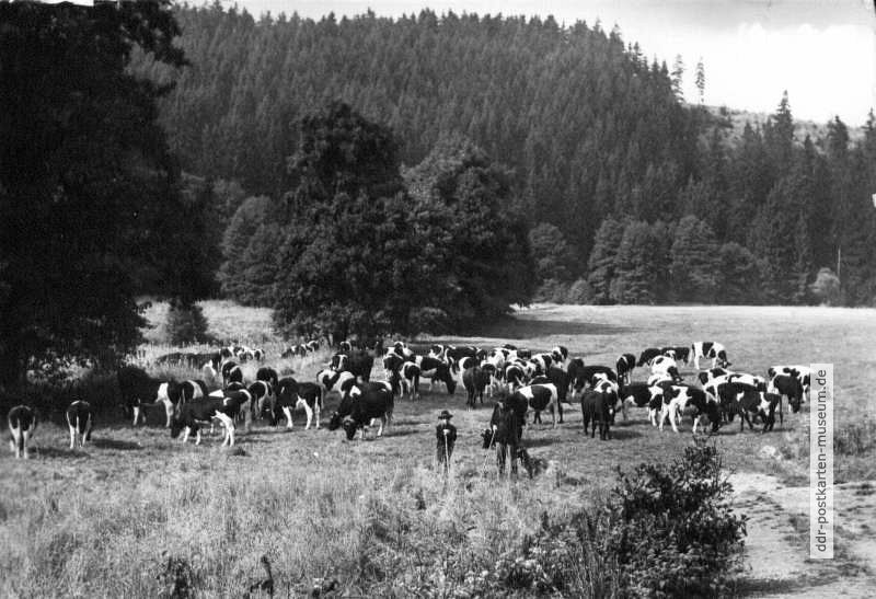 Kuhherde im Harzwald - 1977