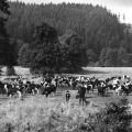 Kuhherde im Harzwald - 1977