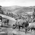 Rinder auf der Weide bei Hasserode - 1969