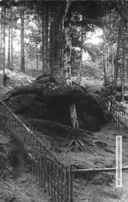 Schlangenkiefer am Bärenstein - 1965