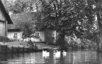 Gänse im Spreewalddorf - 1962