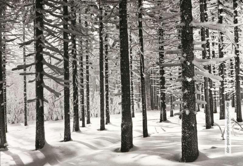 Winter im Thüringer Wald - 1982