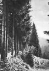 Frühling im Thüringer Wald - 1962