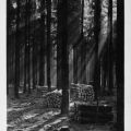 Morgensonne im Thüringer Wald - 1955
