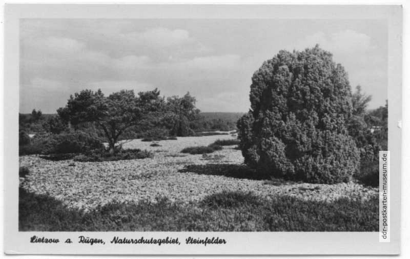 Naturschutzgebiet, Steinfelder bei Lietzow - 1953