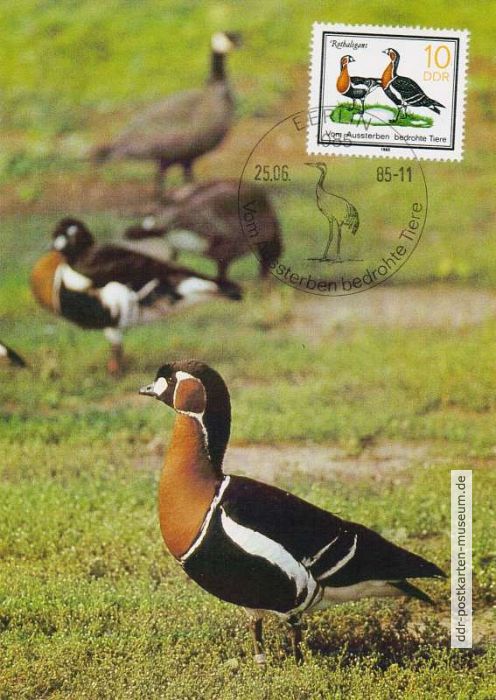 Maximumkarte "Vom Aussterben bedrohte Tiere " mit Rothalsgans - 1985