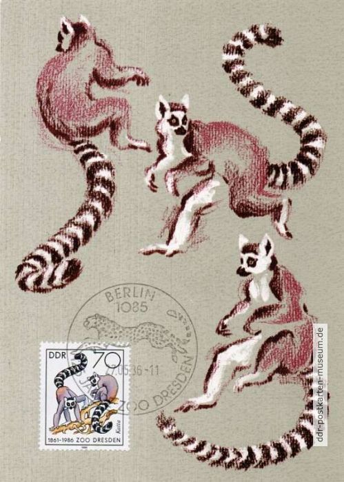 Maximumkarte "125 Jahre Zoo Dresden" mit Katta-Äffchen (Madagascar) - 1986