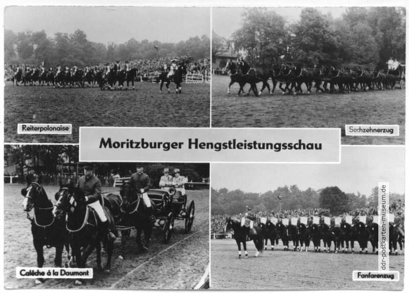 Moritzburger Hengstleistungsschau - 1969