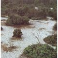 Naturschutzgebiet "Schmale Heide" mit Steinfeldern bei Neu Mukran - 1983