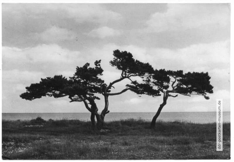 Insel Rügen, Windflüchter in Mukran - 1961