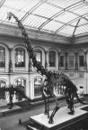 Skelett des Riesensaurier (Brachiosaurus brancai) - 1980